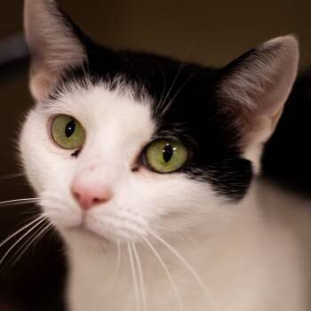 Rescue Domestic Short Hair Cats for Adoption in Cumming, Georgia - Berrie Lynn | PetCurious