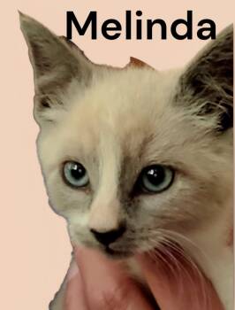 Melinda -  Domestic Short Hair Cat for Adoption in Weems, Virginia - Melinda | PetCurious
