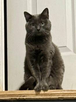 Pepper -  Domestic Short Hair Cat for Adoption in Black Mountain, North Carolina - Pepper | PetCurious