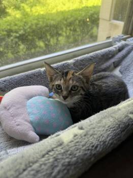 Bonita -  Domestic Short Hair Cat for Adoption in Zephyrhills, Florida - Bonita | PetCurious