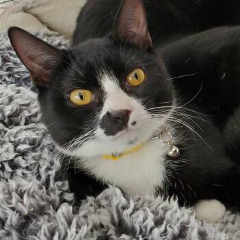 Elliptical -  Domestic Short Hair Cat for Adoption in Brea, California - Elliptical | PetCurious
