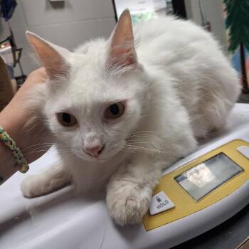 Mothra -  American Shorthair and Domestic Long Hair Cat for Adoption in Lufkin, Texas - Mothra | PetCurious
