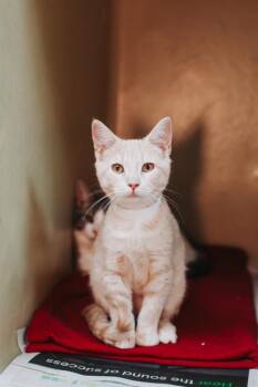 Domestic Short Hair Cats Available for Adoption in North Charleston, South Carolina - 04133B Sonata | PetCurious