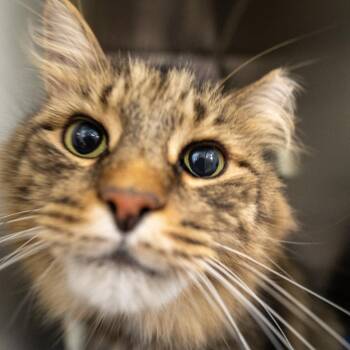 Jasper - Working Cat -  Domestic Medium Hair Cat for Adoption in Abingdon, Maryland - Jasper - Working Cat | PetCurious