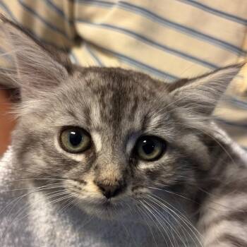 Garlic -  Domestic Short Hair Cat for Adoption in Waldorf, Maryland - Garlic | PetCurious