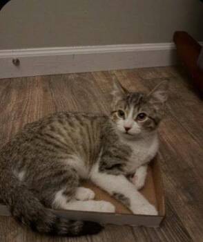Flint -  Domestic Short Hair Cat for Adoption in St. Peters, Missouri - Flint | PetCurious