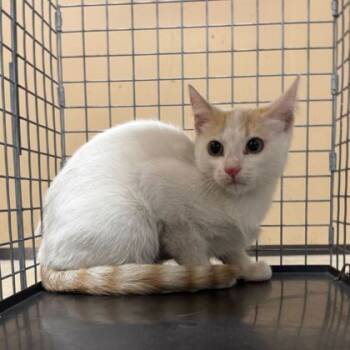 Rescue Domestic Short Hair Cats for Adoption in Bryan, Texas - 59822222 | PetCurious
