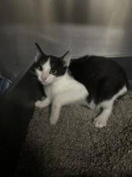 Radium -  Domestic Short Hair Cat for Adoption in Manitowoc, Wisconsin - Radium | PetCurious