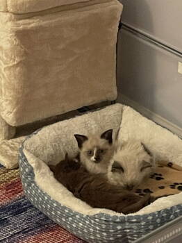 Rescue Siamese Cats for Adoption in Herndon, Virginia - Skippyjon Jones | PetCurious