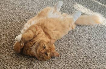 Domestic Long Hair Cats Available for Adoption - Ruby | PetCurious