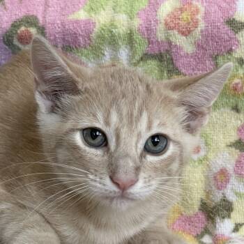 Rescue Domestic Short Hair Cats for Adoption in Brenham, Texas - Alfalfa | PetCurious