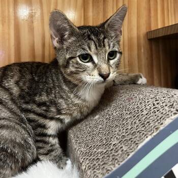 Hobi -  Domestic Short Hair Cat for Adoption in Yucca Valley, California - Hobi | PetCurious