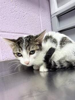 Moana -  Domestic Long Hair Cat for Adoption in El Paso, Texas - Moana | PetCurious