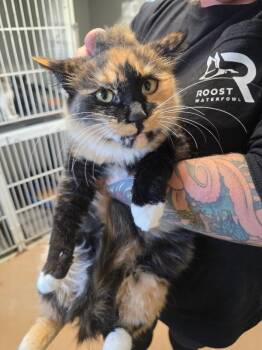 Rescue Domestic Long Hair Cats for Adoption in Zimmerman, Minnesota - Queenie | PetCurious