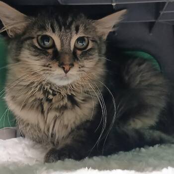 Usagi -  Domestic Short Hair Cat for Adoption - Usagi | PetCurious
