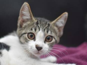 Viva -  Domestic Short Hair Cat for Adoption in Portland, Oregon - Viva | PetCurious