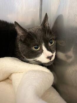 Smokey -  Domestic Short Hair Cat for Adoption in Pomona, New York - Smokey | PetCurious