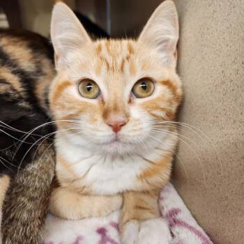 Jessie -  Domestic Short Hair Cat for Adoption in Reno, Nevada - Jessie | PetCurious