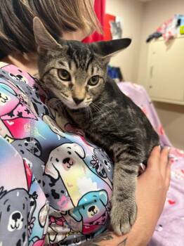 Rescue Domestic Short Hair Cats for Adoption in Vacaville, California - Dusty | PetCurious