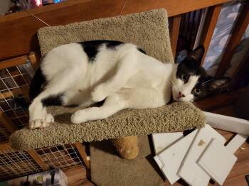 Amor -  Domestic Short Hair Cat for Adoption in Crockett, California - Amor | PetCurious