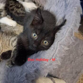 Doc Holiday C12391 -  Domestic Short Hair Cat for Adoption - Doc Holiday C12391 | PetCurious