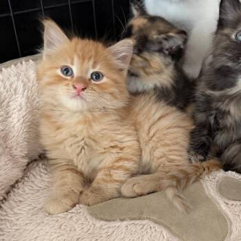 Domestic Medium Hair Cats Available for Adoption in Detroit Lakes, Minnesota - Prozac | PetCurious