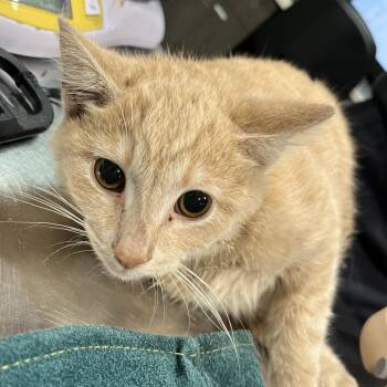 Domestic Short Hair Cats Available for Adoption in Tampa, Florida - Earl | PetCurious