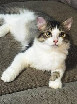 Nagini -  Domestic Medium Hair Cat for Adoption in Sioux Falls, South Dakota - Nagini | PetCurious