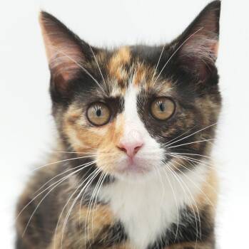 Calypso will knock u out with her lovin - RAINBOW ANGEL -  Calico and Tortoiseshell Cat for Adoption in Bedford Hills, New York - Calypso Will Knock U Out With Her Lovin - RAINBOW ANGEL | PetCurious