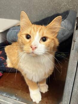 Rescue Domestic Long Hair Cats for Adoption in Peace River, Alberta - Marvin | PetCurious