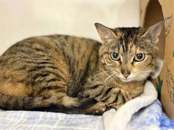 Domestic Short Hair Cats Available for Adoption in Brentwood, Missouri - PEBBLES | PetCurious