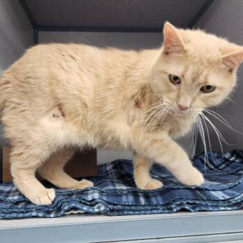 Witty Witty -  Domestic Short Hair Cat for Adoption in Evansville, Indiana - Witty Witty | PetCurious