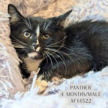 Panther -  Domestic Short Hair Cat Available for Adoption - Panther | PetCurious