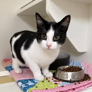 Mel -  Domestic Short Hair Cat for Adoption in New York, New York - Mel | PetCurious