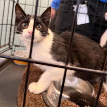 Kili -  American Shorthair Cat for Adoption in Greensboro, North Carolina - Kili | PetCurious