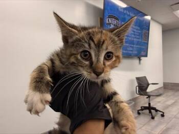 Domestic Short Hair Cats Available for Adoption in Charlotte, North Carolina - NUTMEG | PetCurious