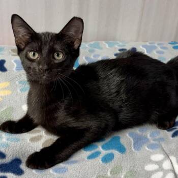 Giovanni -  Domestic Short Hair Cat for Adoption in Panama City, Florida - Giovanni | PetCurious