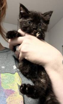 Breezy -  Domestic Short Hair Cat for Adoption in Bolivar, Missouri - Breezy | PetCurious