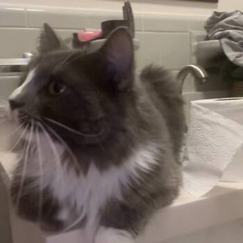 Rescue Domestic Short Hair Cats for Adoption in Lynchburg, Virginia - Mavis | PetCurious