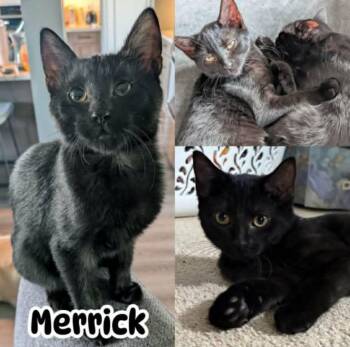 Merrick -  Domestic Short Hair Cat for Adoption in Burnaby, British Columbia - Merrick | PetCurious