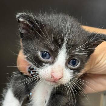 Nitro -  Domestic Short Hair Cat for Adoption in Goleta, California - Nitro | PetCurious