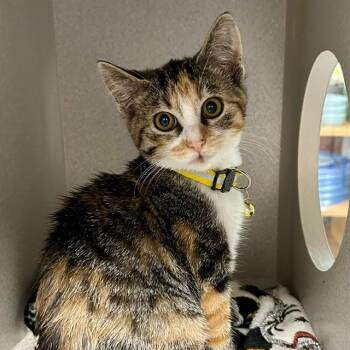 Blotch -  Domestic Short Hair Cat for Adoption in Seattle, Washington - Blotch | PetCurious