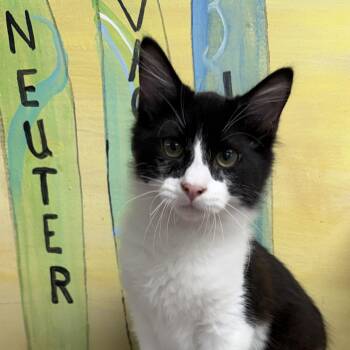 Domestic Long Hair Cats Available for Adoption - Whiskey | PetCurious