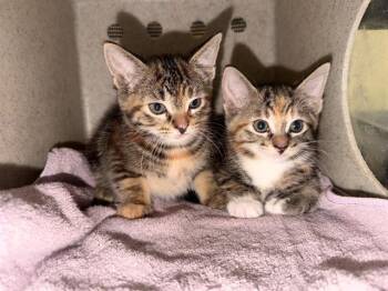 Domestic Short Hair Cats Available for Adoption in Tustin, California - KITANA | PetCurious