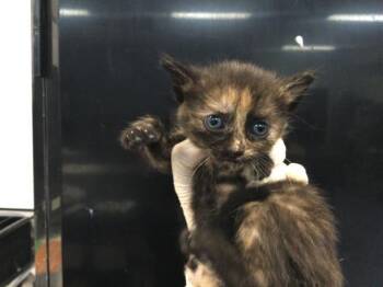 KIMMIE -  Domestic Short Hair Cat for Adoption in Thousand Palms, California - KIMMIE | PetCurious
