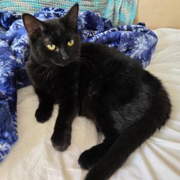 Bella -  Domestic Short Hair Cat for Adoption in Jacksonville, Florida - Bella | PetCurious