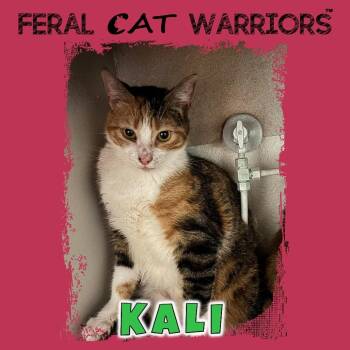 Kali -  Domestic Short Hair Cat for Adoption in Kingman, Arizona - Kali | PetCurious