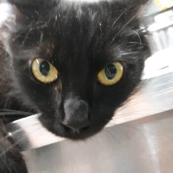 Pearl -  Domestic Medium Hair Cat for Adoption in Spokane, Washington - Pearl | PetCurious