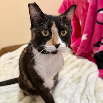 Domestic Short Hair Cats Available for Adoption in Agoura Hills, California - Edwina | PetCurious