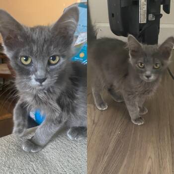 Ash & Aspen -  Domestic Short Hair Cat for Adoption in Pocatello, Idaho - Ash & Aspen | PetCurious